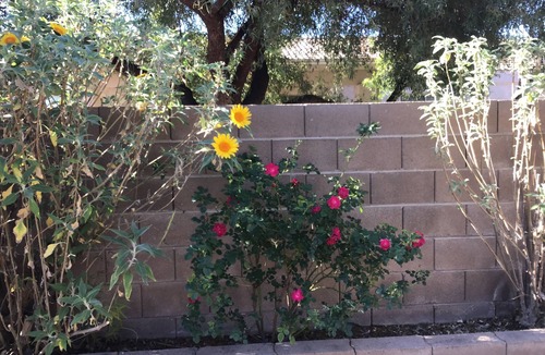 Oro Valley House | Beautiful Oro Valley home. Pet friendly. Close to golf, trails, & more!