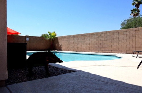 Surprise House | Centrally Located Oasis. Enjoy Golf, Shopping, football & Spring Training