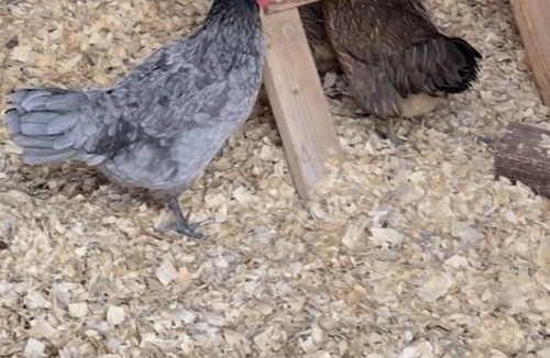 Mesa Grande Other | City Chicken Farm by Cubs Stadium w/Live Chickens, Hot Tub, Fish Pond, Fire Pit