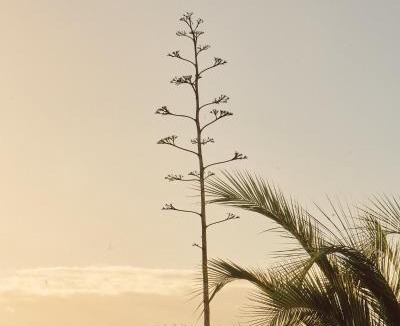 San Antonio de las Minas Bed & Breakfast | Quinta Estrella