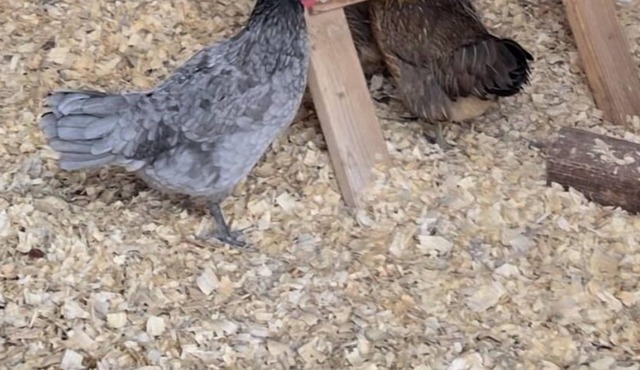 City Chicken Farm by Cubs Stadium w/Live Chickens, Hot Tub, Fish Pond, Fire Pit