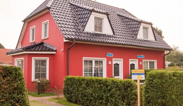 Falke in Zingst