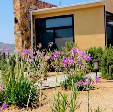 Flor de Garambullo, Valle de Guadalupe