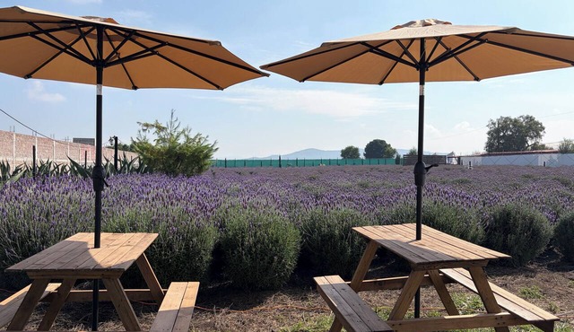 Glamping Rincón de Lavanda