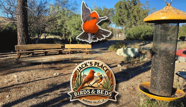 ~(‾▿‾)~ Jack's Place · Birding by Big Morongo
