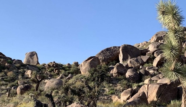 🌵 Rocky Ridge Retreat - Cozy & Colorful Home in Joshua Tree w/Hot Tub, Fire Pit & BBQ 🌵
