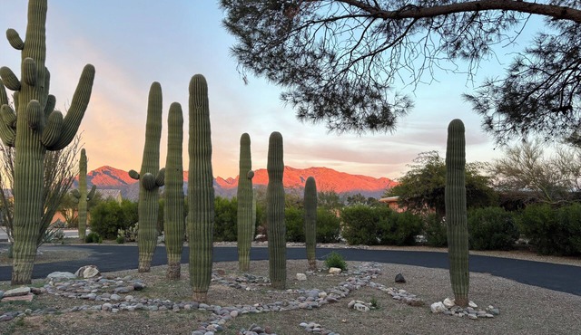 Saguaros and Sunsets in the heart of Tucson