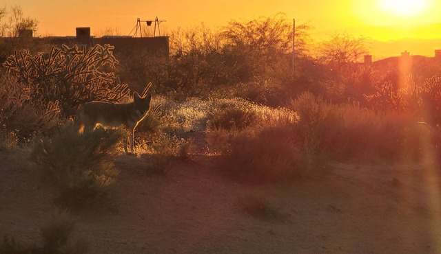Sonoran Desert Retreat - Quiet, Gated, Custom home with Incredible SUNSETS !