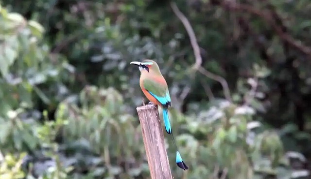 THE BIRD'S NEST - Akumal Jungle Habitat