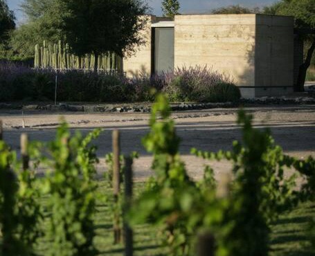 Viñedo Bodega 1881