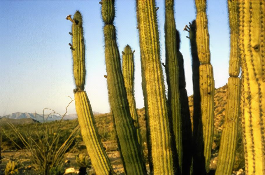Photo of Buildings in Gila Bend