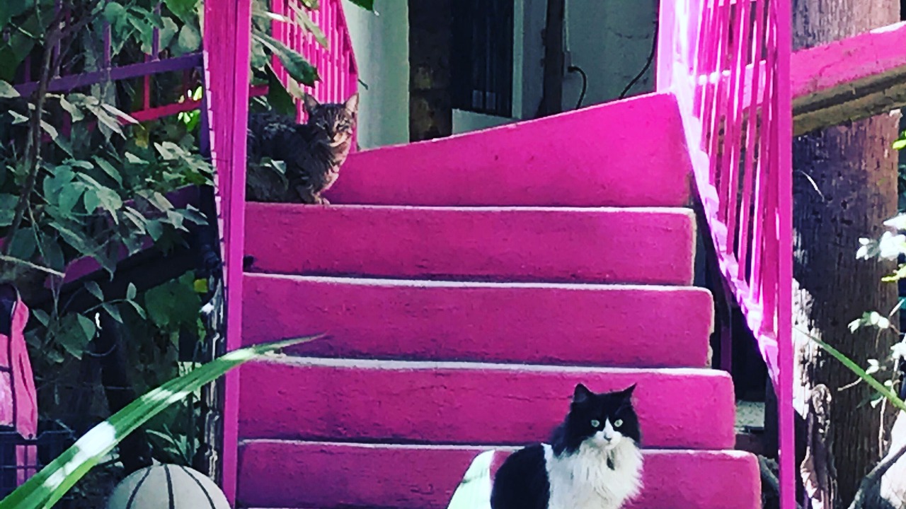 Photo of Others in Downtown San Jose del Cabo