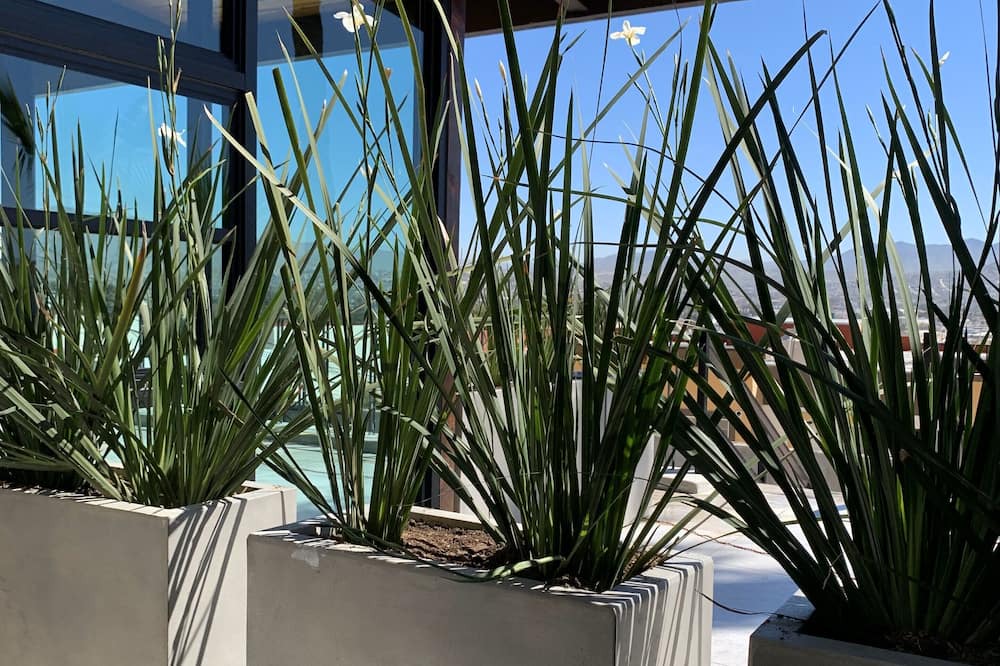 Photo of Patio Balcony in Zona Centro