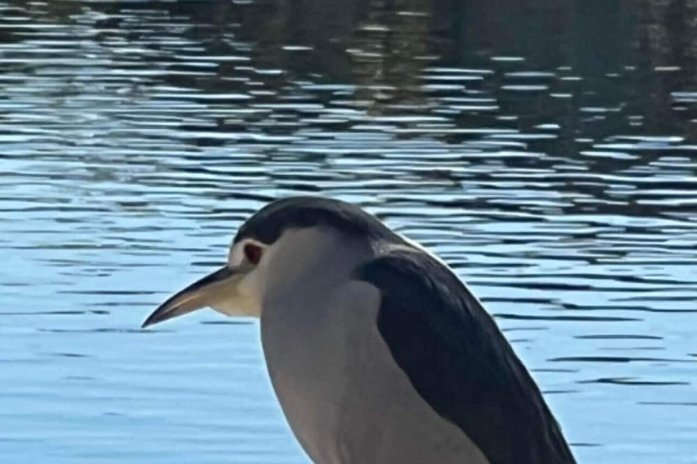 Photo of Others in Arrowhead Lakes