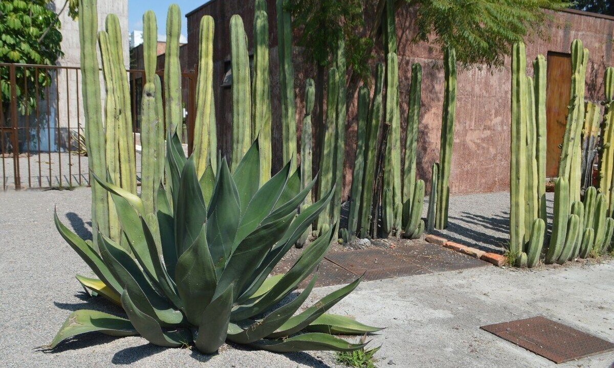 Photo of Outdoor in Juriquilla