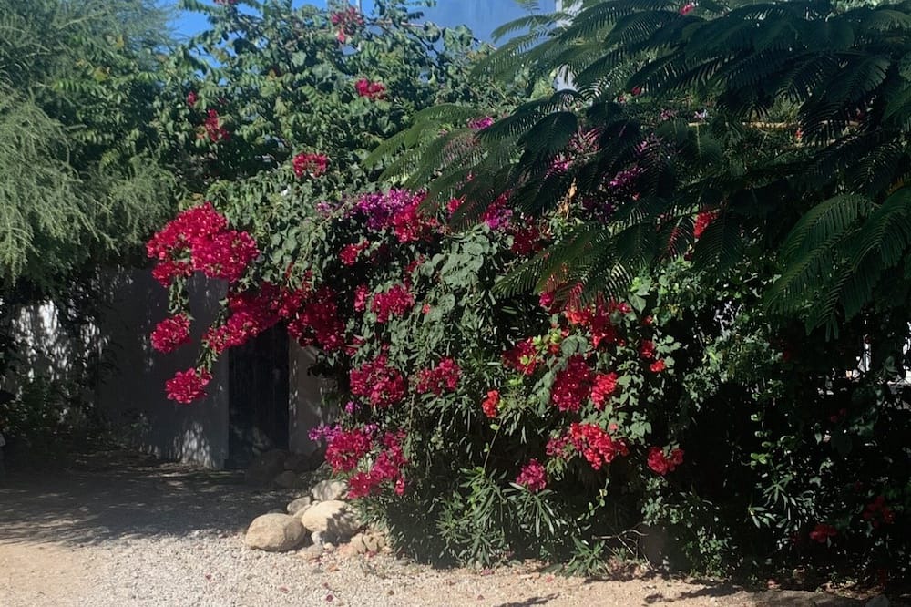 Photo of Outdoor in San Jose del Cabo