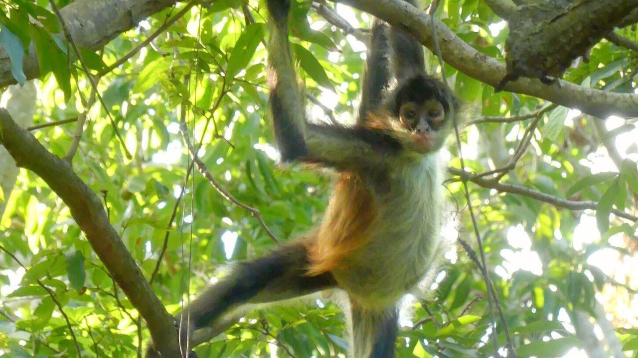 Photo of Others in Akumal