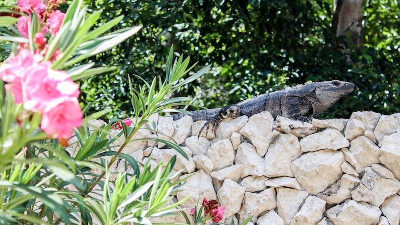 Photo of Outdoor in Akumal