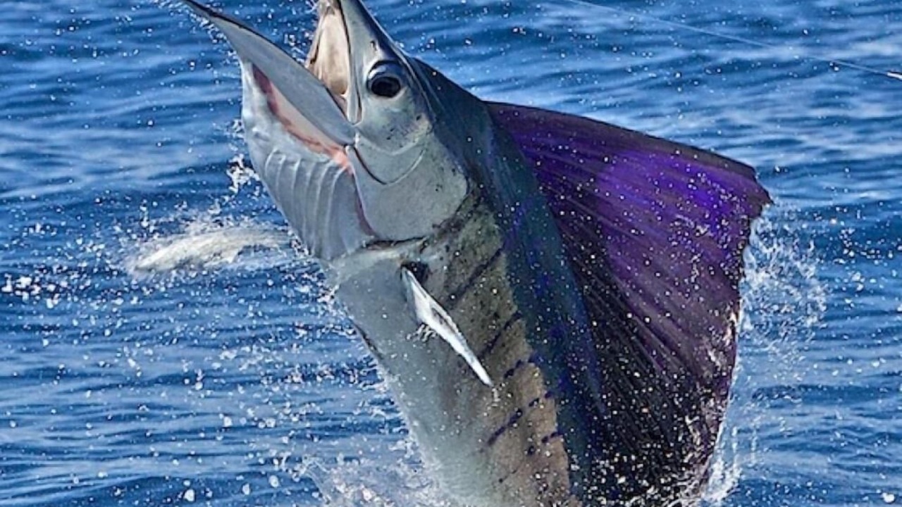 Photo of Others in Manzanillo
