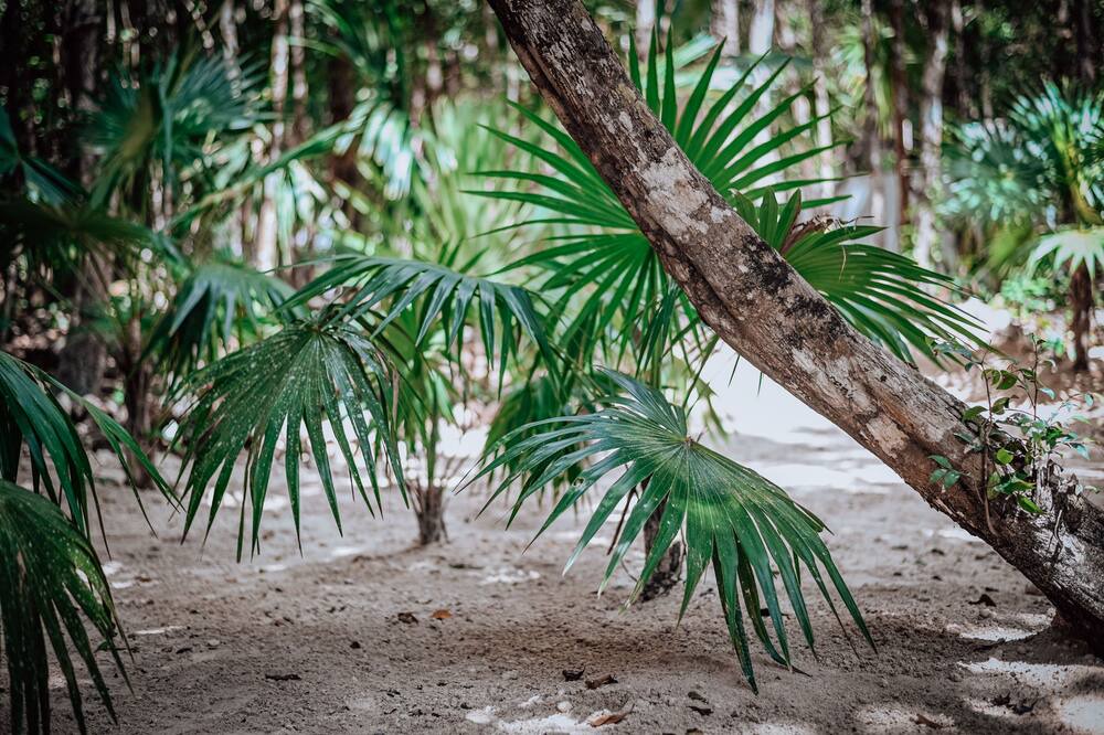 Photo of Outdoor in Puerto Morelos