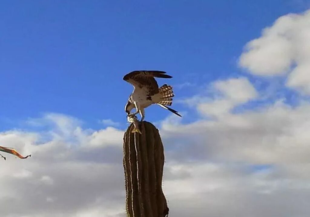 Photo of Others in San Felipe