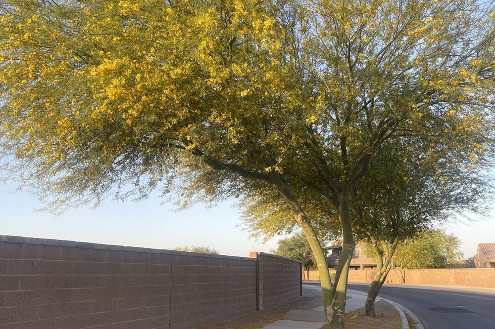 Photo of Outdoor in Fortuna Foothills