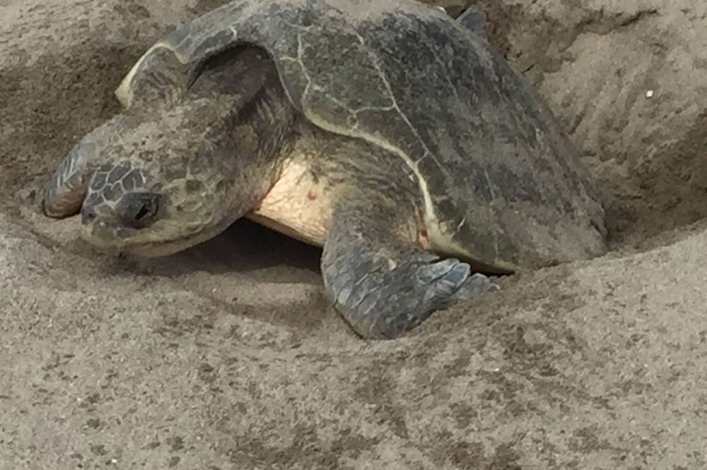 Photo of Others in Mazatlan