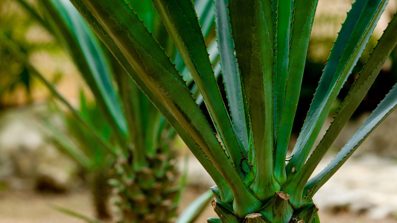 Photo of Outdoor in Akumal