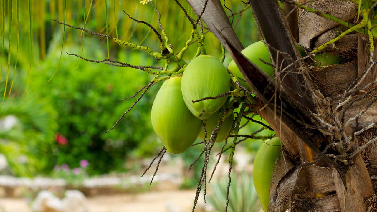 Photo of Outdoor in Akumal