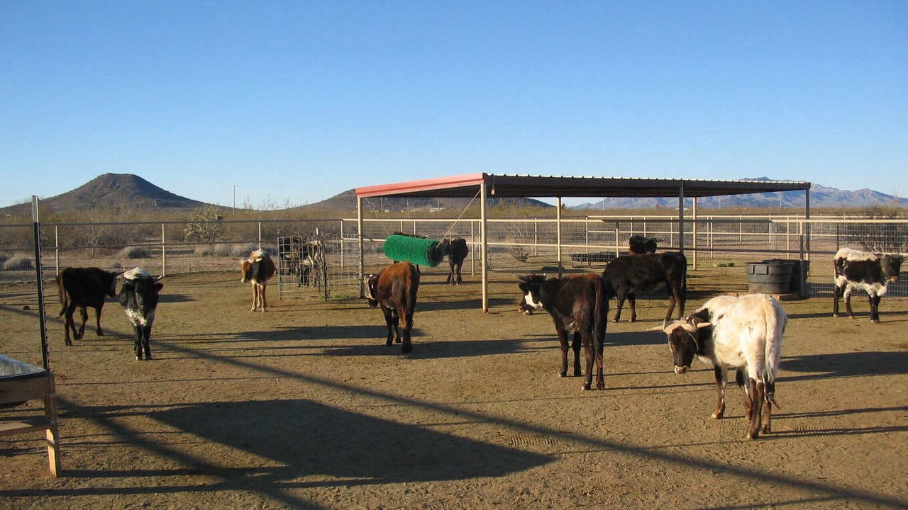 Photo of Others in Wickenburg