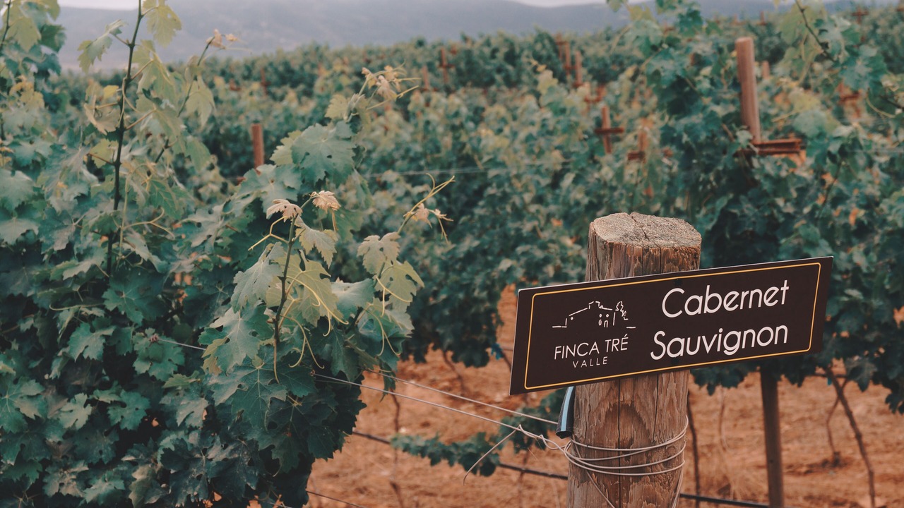 Photo of Others in Valle de Guadalupe