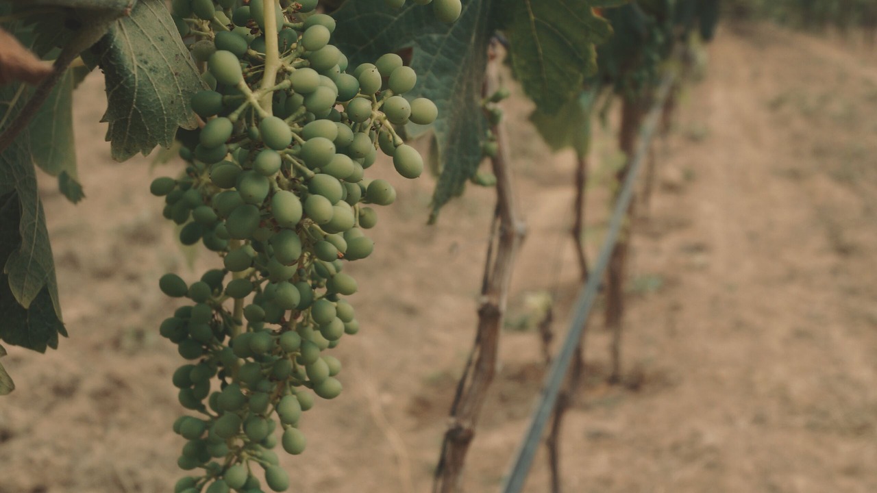 Photo of Others in Valle de Guadalupe