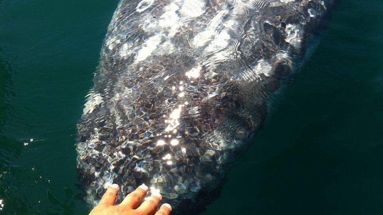 Photo of Others in Puerto San Carlos