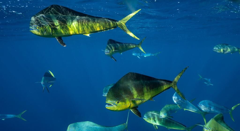 Photo of Others in Puerto San Carlos