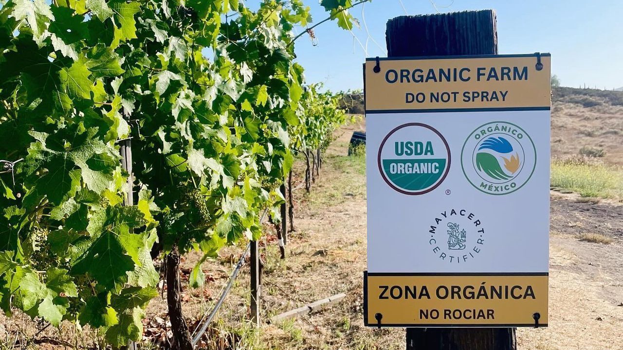 Photo of Others in Valle de Guadalupe