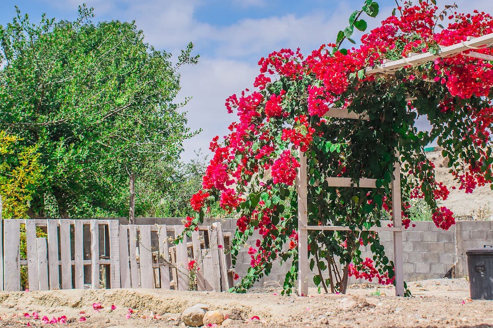 Photo of Others in El Sauzal