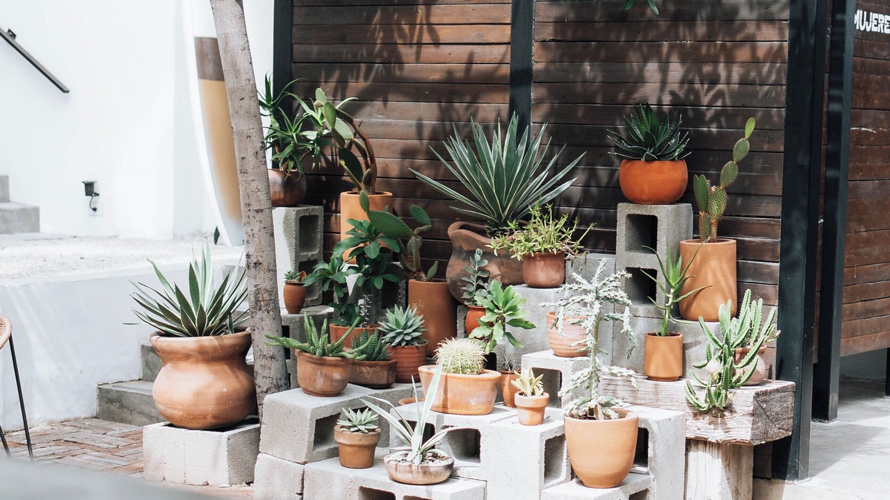 Photo of Outdoor in Downtown San Jose del Cabo
