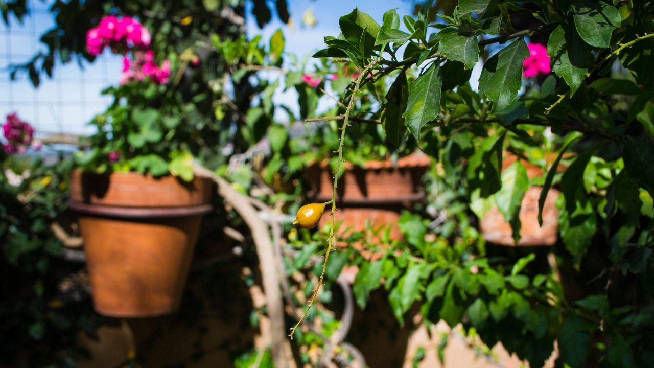 Photo of Outdoor in Atascadero