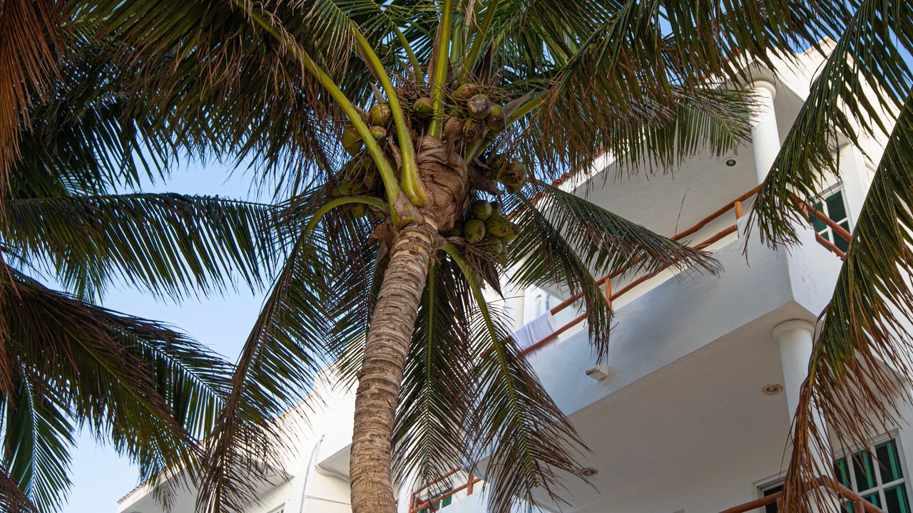 Photo of Outdoor in Puerto Morelos