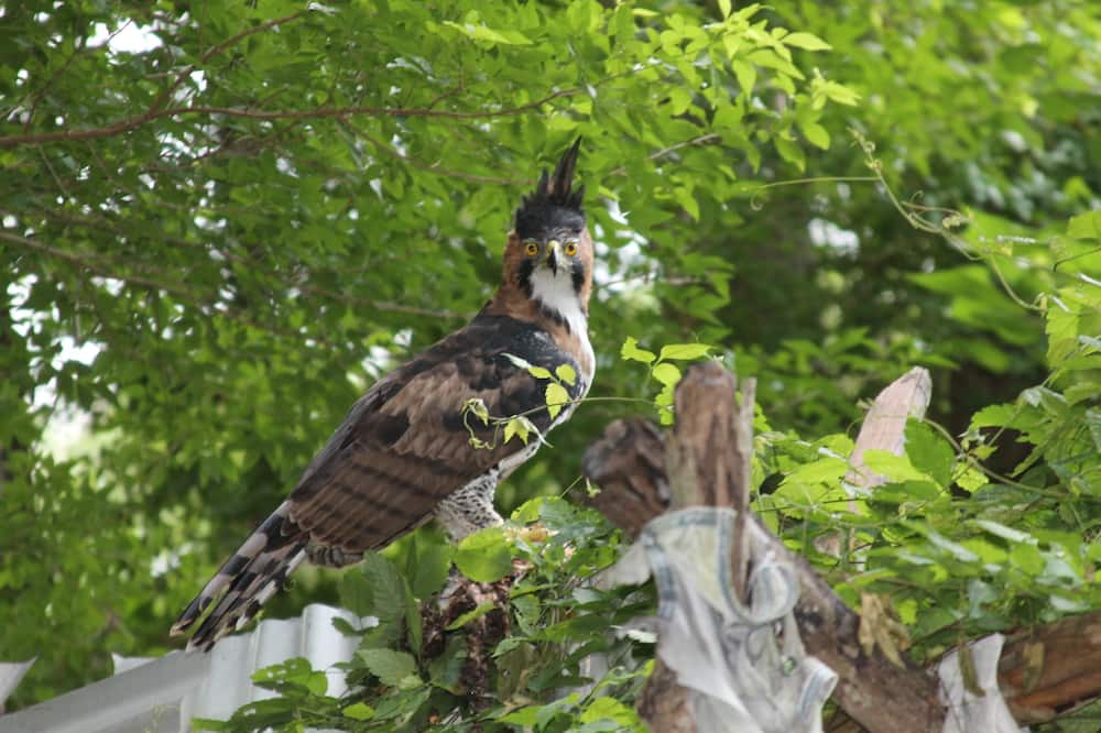 Photo of Outdoor in Calakmul