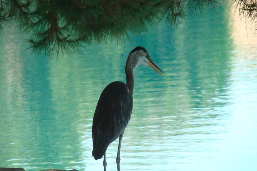 Photo of Others in Gilbert