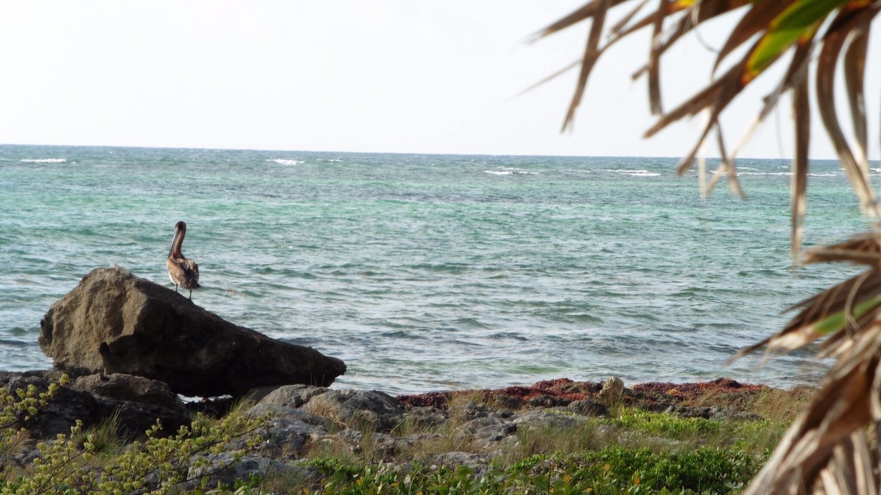 Photo of Others in Akumal
