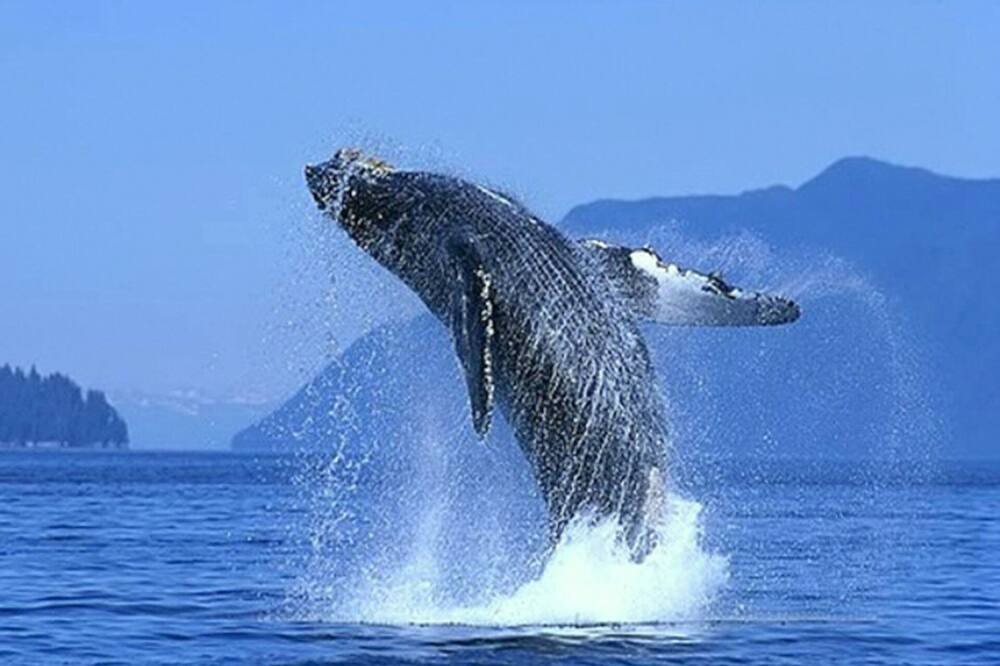Photo of Others in San Jose del Cabo