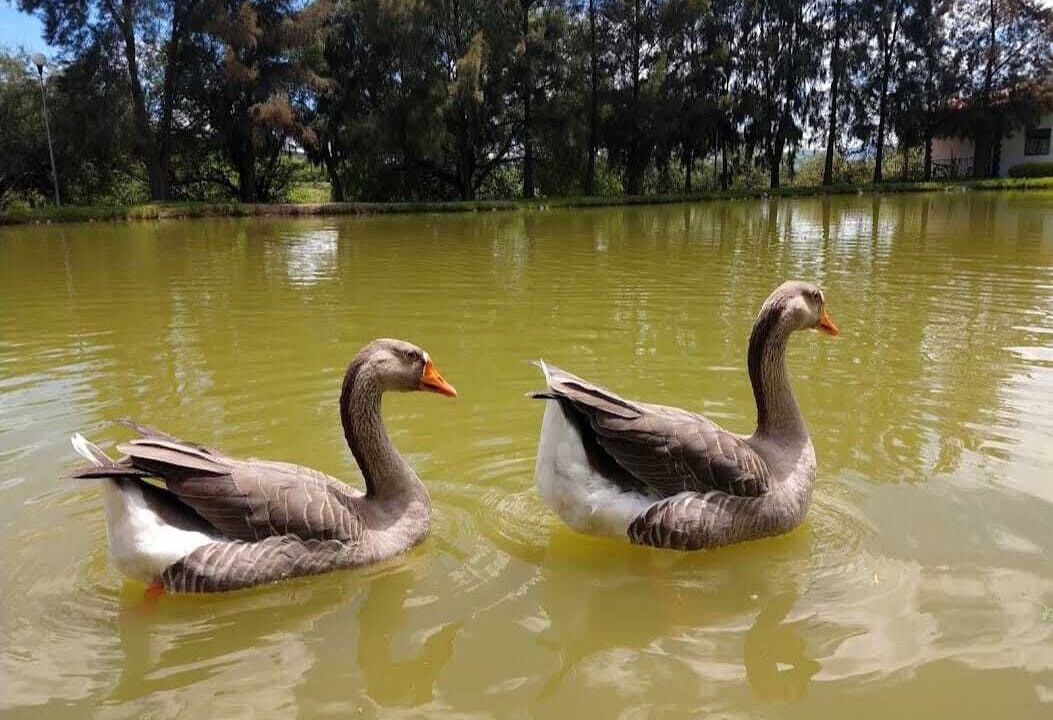 Photo of Outdoor in Celaya