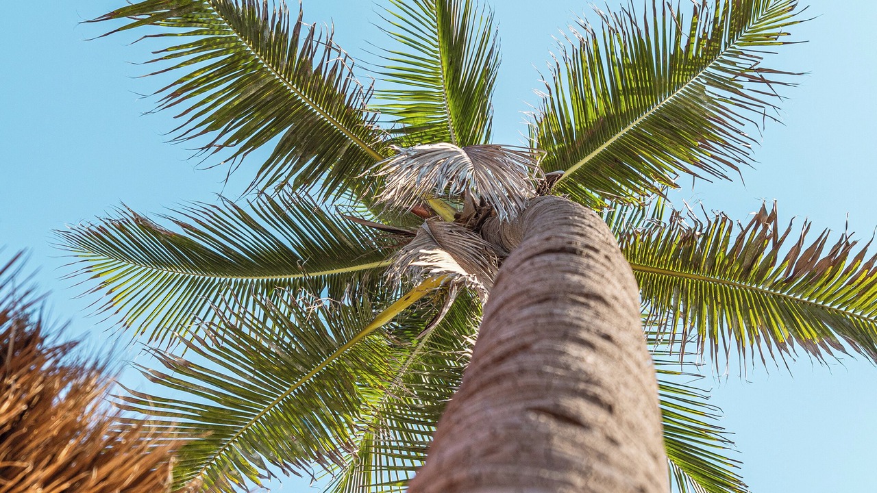Photo of Outdoor in Manzanillo