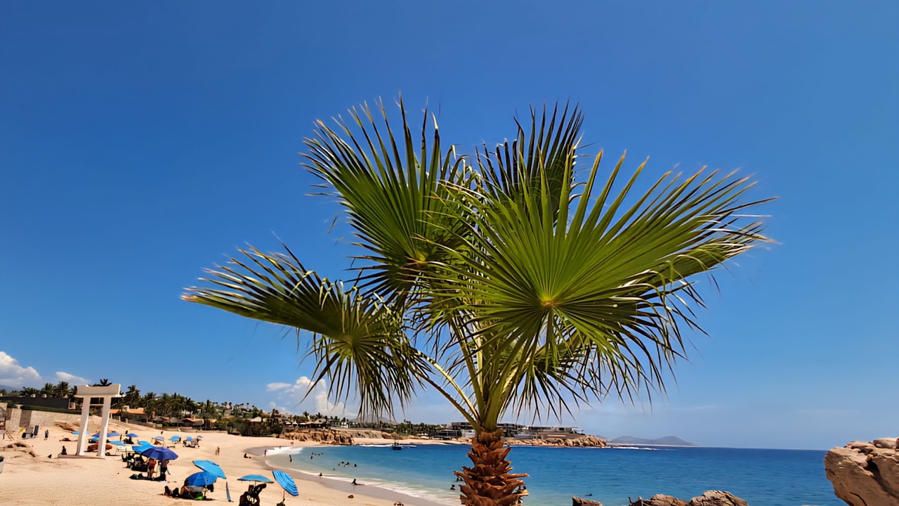 Photo of Others in San Jose del Cabo