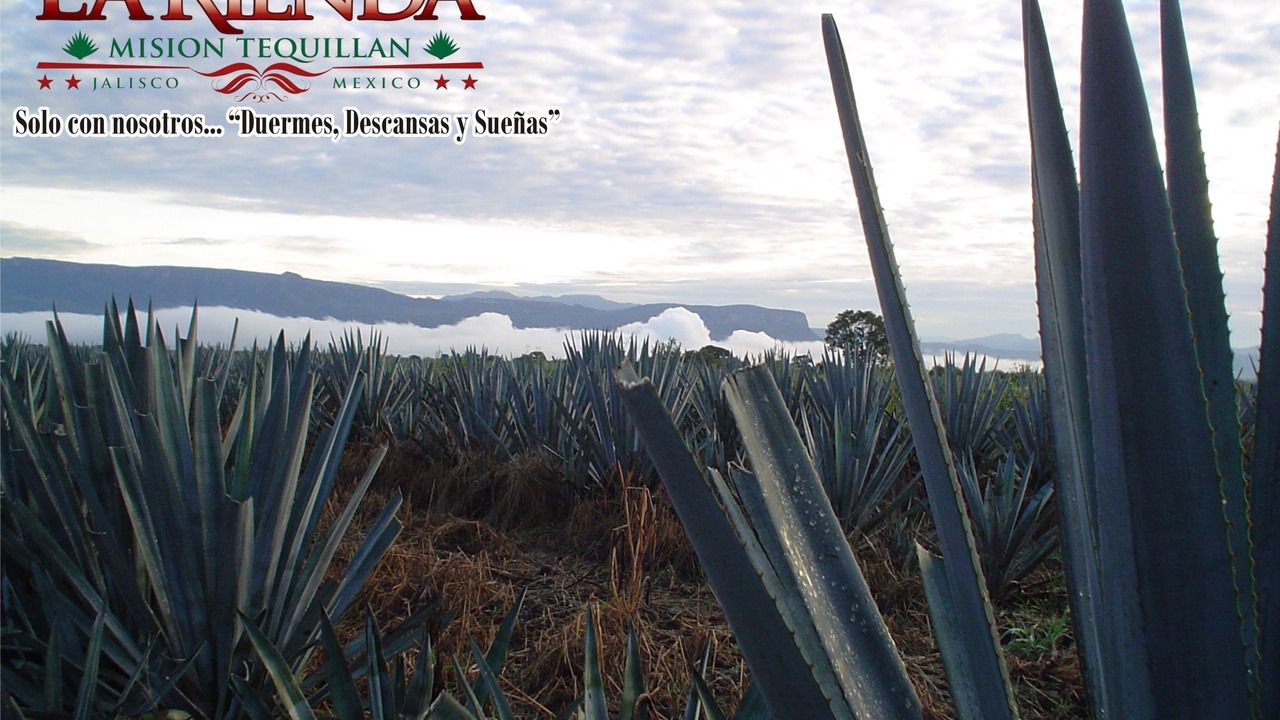 Photo of Outdoor in Tequila