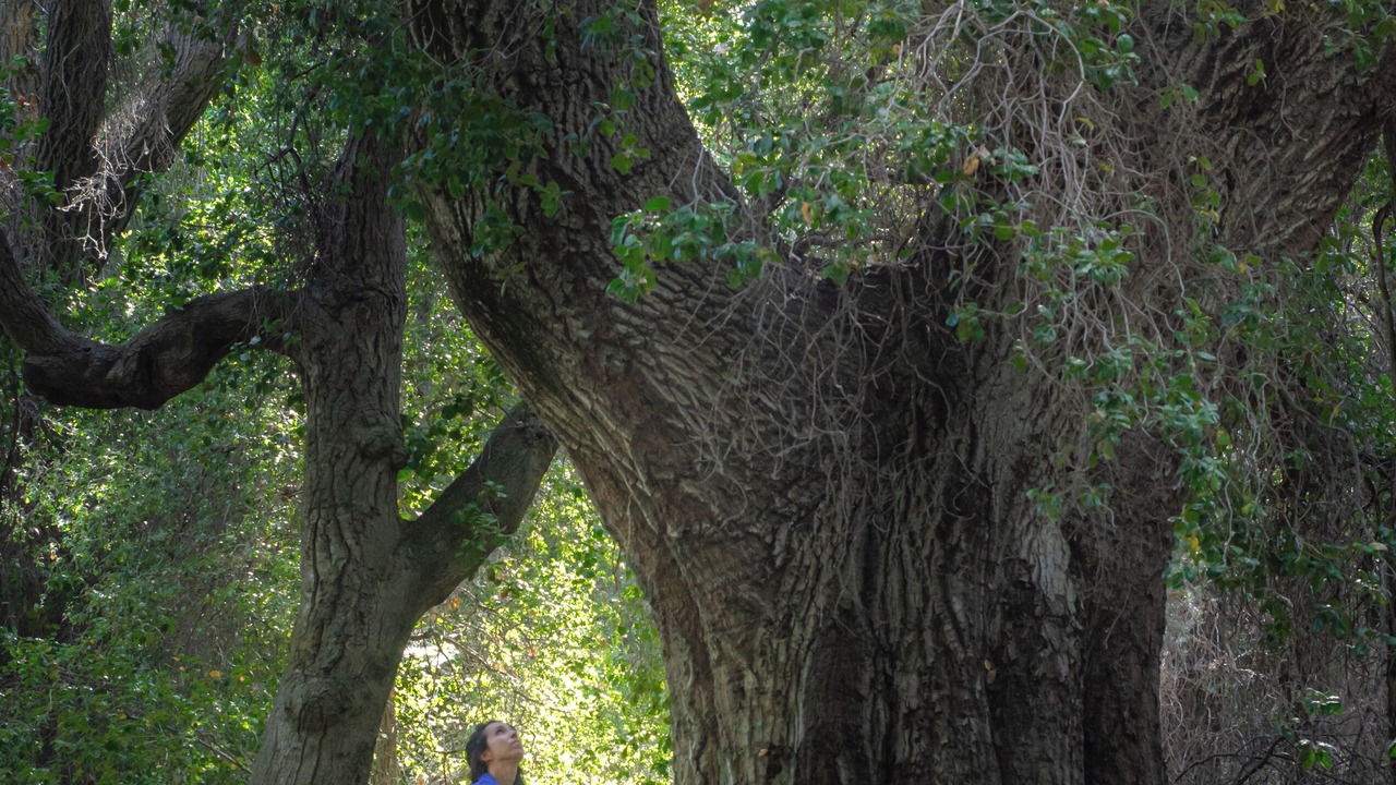 Photo of Others in San Rafael