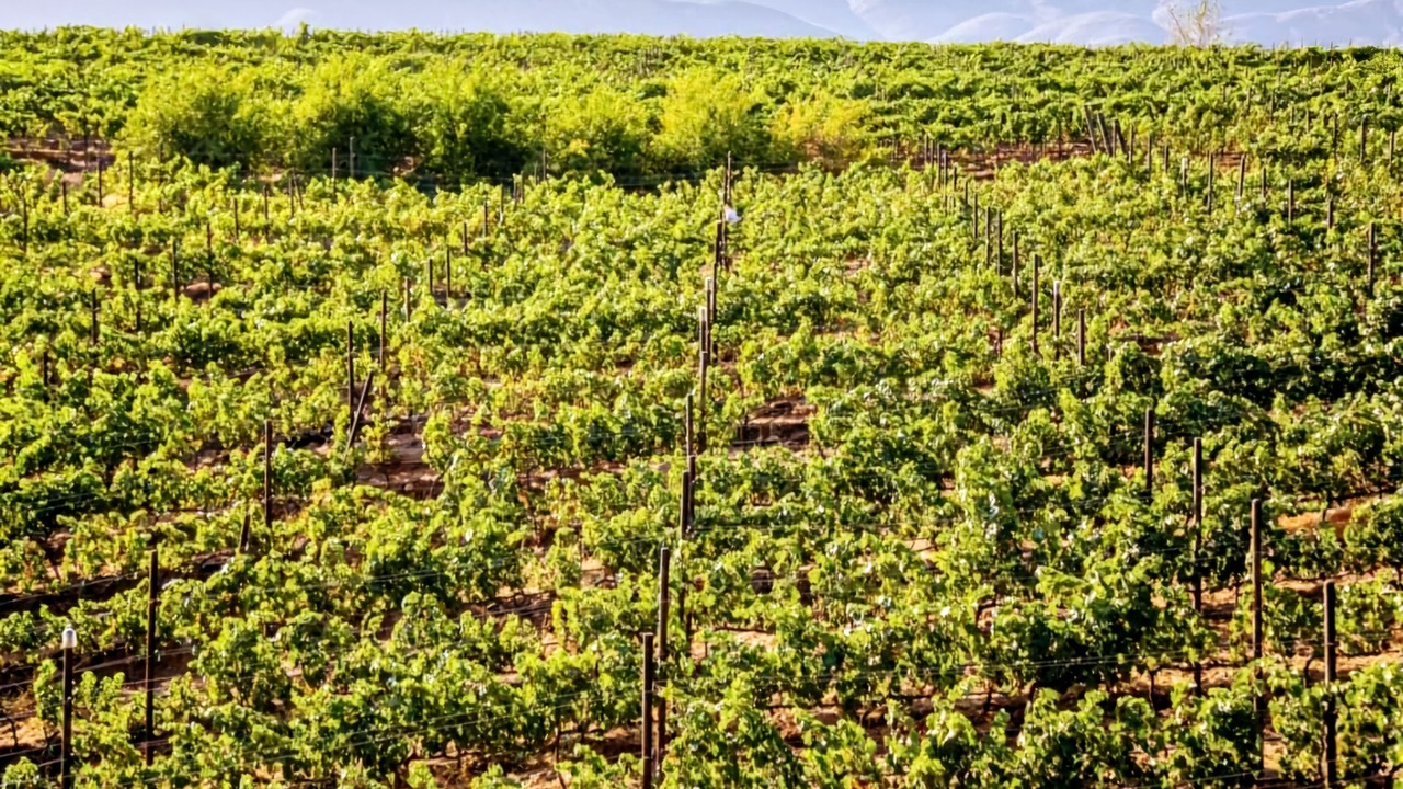 Photo of Outdoor in Valle de Guadalupe
