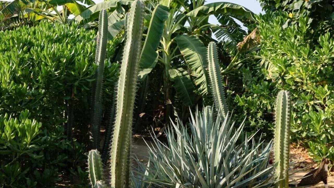 Photo of Outdoor in Santa Maria Tonameca